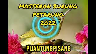 Download lagu Suara Asli Burung Pijantung Pisang Gacor Untuk Masteran mp3 Download lagu Suara Asli Burung Pijantung Pisang Gacor Untuk Masteran mp3
