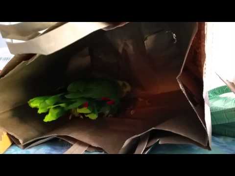 Poco the Amazon Parrot Gets Industrious