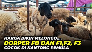 Download lagu Harga Domba Dorper FB, F1,F2,F3 Ramah Di Kantong | @AGROTV9  mp3