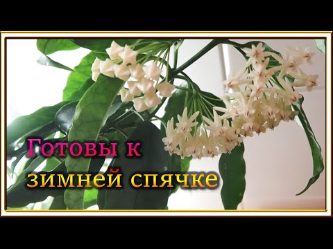 Анастасия кожевникова мариуполь фото