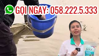 Men vi sinh xử lý tảo xanh, tảo lam, phân huỷ mùn bã hữu cơ dư thừa làm sạch đáy ao