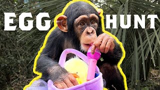 EASTER EGG HUNT WITH CHIMPANZEES!