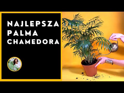 Chamaedorea Palm - How to Care for, Grow, Maintain, and Propagate