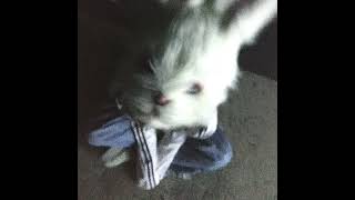 Cover art for icebluerabbit