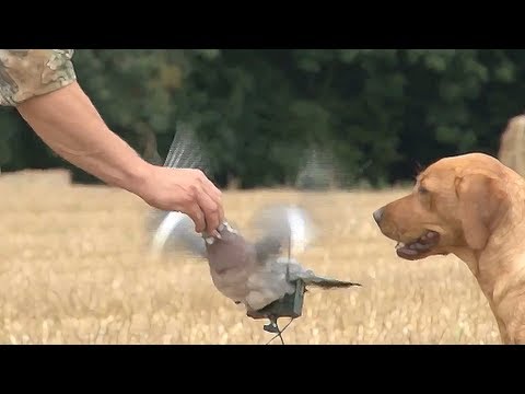 Fieldsports Britain – Pigeonshooting, gundog pups and how to be a better person Fieldsports Britain – Pigeonshooting, gundog pups and how to be a better person