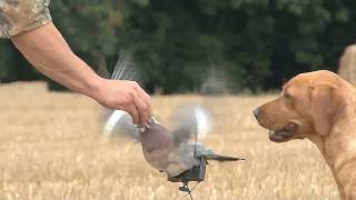 Fieldsports Britain – Pigeonshooting, gundog pups and how to be a better person