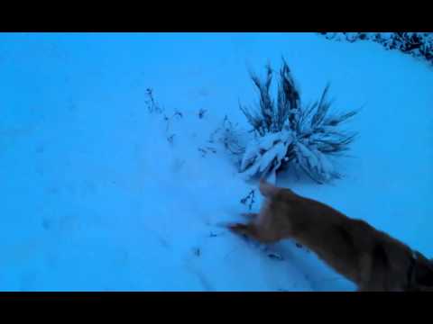 Nevada Pazuengos 1-12-2012