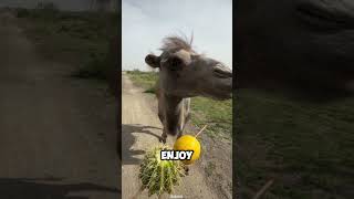 Camel Pranked By His Owner After Tasting Some Sour Lemon! (📸:funnytroll08)