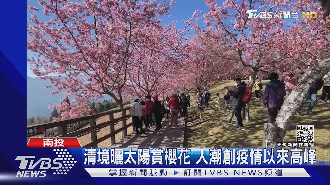 福壽山千櫻園 遊客夜衝「等到車都結霜了」