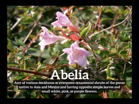 How Does Abelia Look? | How to Say Abelia in English? | What is Abelia?