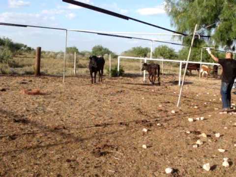 hector munoz VS mexican bull