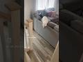 Sometimes Donut Screams Just To Make Me Get My Extra Steps In ‍ ️ Deafcat Catscream Catlife
