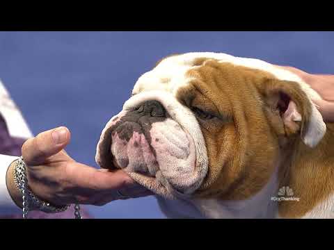 National Dog Show 2019 Best In Show Winner "Thor"