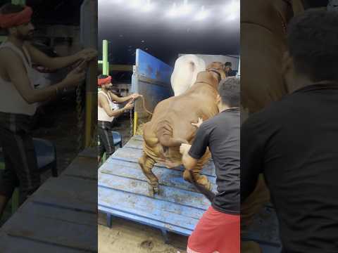 LOADING OF HEAVIEST GIR COW OF 2025 🔥 FROM KHAN DAIRY FARM #shorts #trending #viral #youtubeshorts