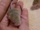 baluchistan pygmy jerboa　babys