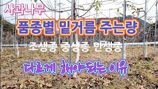사과나무 품종별 밑거름 주는량을 다르게 해야되는 이유