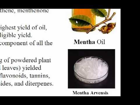 download lagu mp3 mp4 Mentha Arvensis Uses, download lagu Mentha Arvensis Uses gratis, unduh video klip Mentha Arvensis Uses