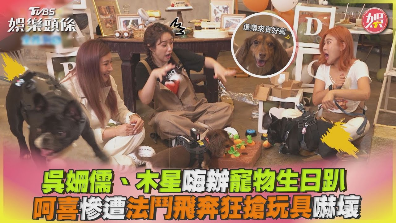 影音／吳姍儒、木星嗨辦寵物生日趴　呵喜慘遭法鬥狂搶玩具嚇壞