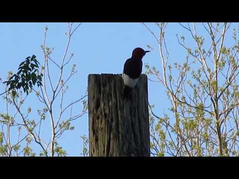 (2016-04-10) Woodpeckers and A Mockingbird