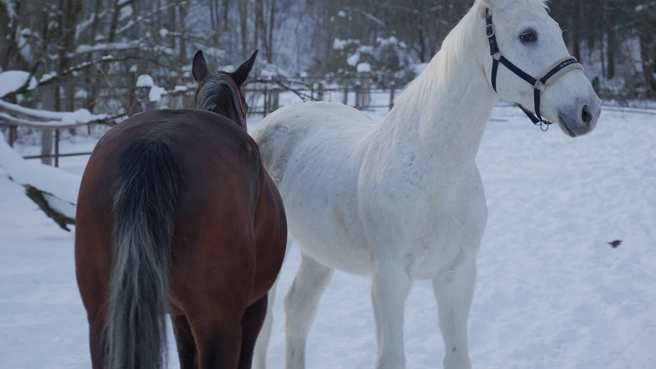Taikos sakele. Vilnius, Belmontas, 2021-02-19