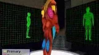 Muscles used in Rowing Machine