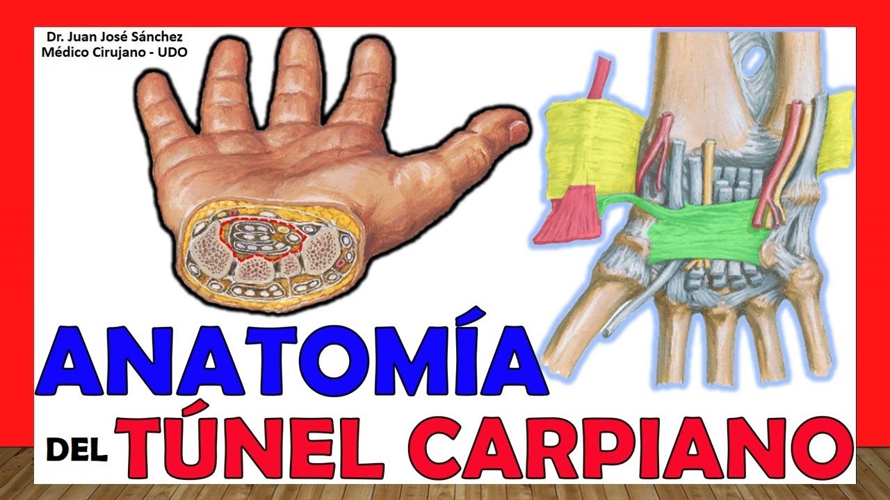 🥇 Anatomy of the CARPAL TUNNEL. Limits, Content, Ligaments.