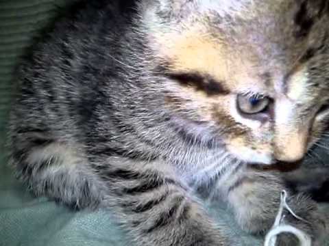 Stella drygt sex veckor