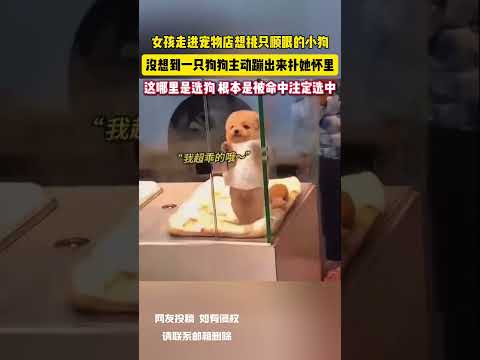 女孩走進寵物店想挑隻順眼的小狗 沒想到一隻狗狗主動蹦出來撲她懷裡 這哪裡是選狗 根本是被命中註定選中