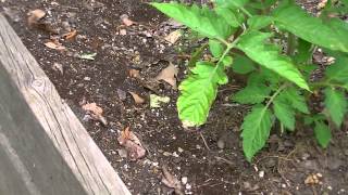 How To: Treat Ants in Raised Beds Organically