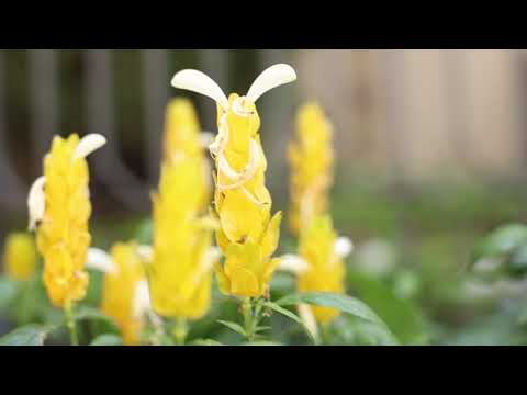 Diamond Jardins - Localização