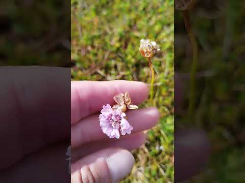 Strand-Grasnelke (Armeria maritima): Die robuste Küstenheldin für Kiesbeete & Trockenmauern