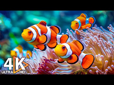 The Best 4K Aquarium - Dive Into The Mesmerizing Underwater Realm, Sea Jellyfish, Coral Reefs #14