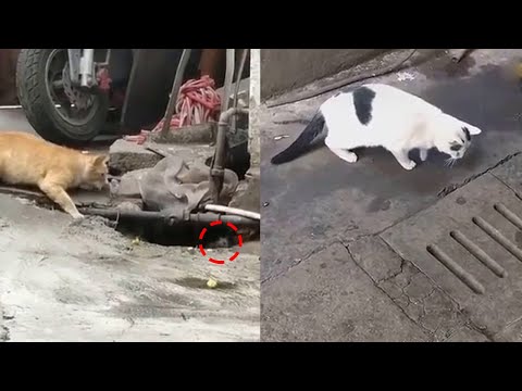 Cat vs Mouse | best of cats chasing mouse