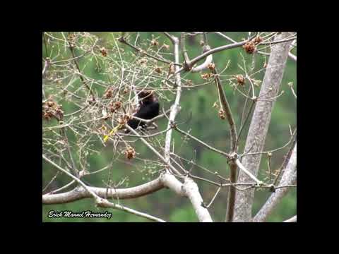 Oropendola Cabeza castaña [Chestnut-headed Oropendola] [Psarocolius wagleri]