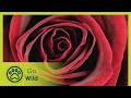 Rose Queen Of Flowers Go Wild