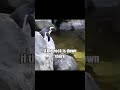 Random Video Random Animals Random Penguin Video Shorts