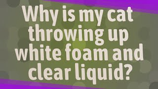 Why is my cat throwing up white foam and clear liquid?