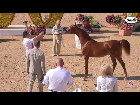 N 107 MAAYER AL JASSIMYA   Mediterranean and Arab Countries AHC   Menton 2021   Yearling Colts Class