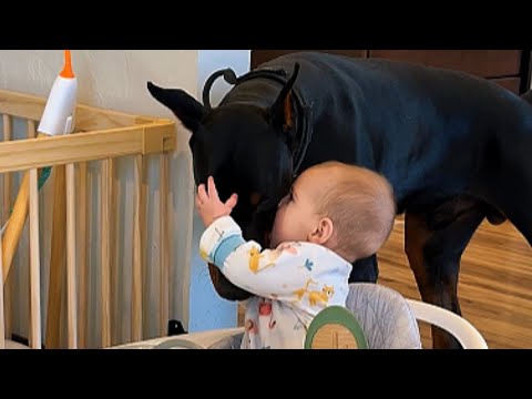 WHY DID THIS REJECTED DOBERMAN WAKE UP AT 4:17 AM EVERY SINGLE NIGHT