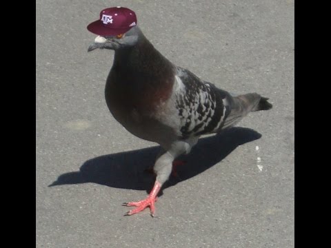 XCOM 2 : Dangerous pigeons