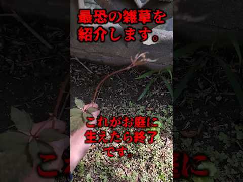 広い場所の除草方法は？雑草を完全かつ迅速に除去する 4 つの自然な方法  庭園