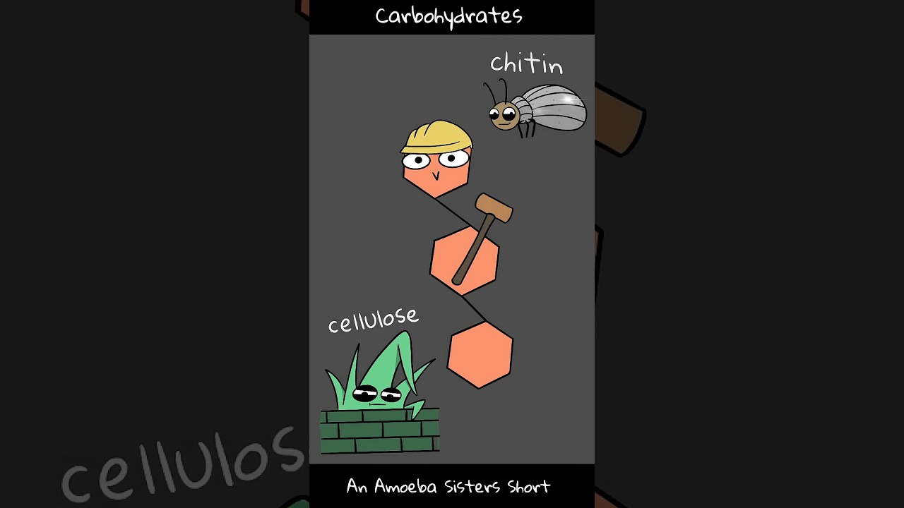 Carbohydrates - Amoeba Sisters #Shorts