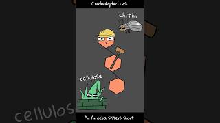 Carbohydrates - Amoeba Sisters #Shorts