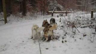 preview picture of video 'Husky Ausfahrt im Schnee'