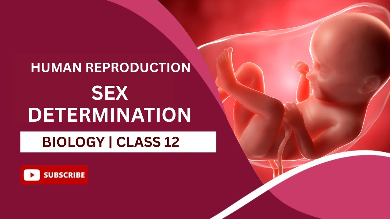 Sex Determination Human Reproduction Class12 | Sex Determination Biology
