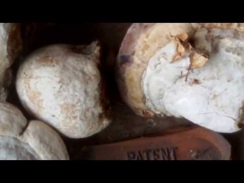 Tabara Rosia Noua comuna Petris