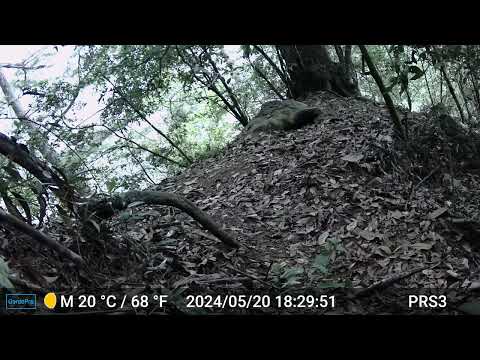 紅外線自動相機也捕捉到食蟹獴在周邊活動