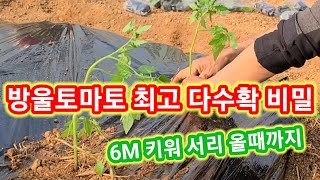방울토마토 최고 다수확 비밀  6M키워 서리 올때까지 방울토마토 키우기,심기 주말농장,텃밭,귀농귀촌