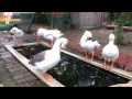 Duck Video Goose Video White Goose Birds Pet Goose
