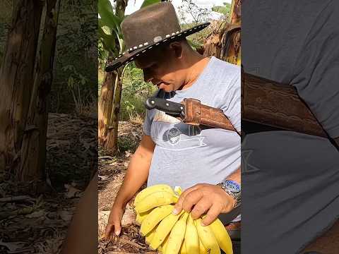 FARTURA AQUI NO VALE DO RIBEIRA INTERIOR DE SÃO PAULO